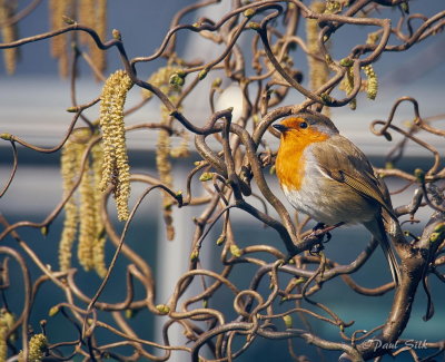 Robin and Catkins