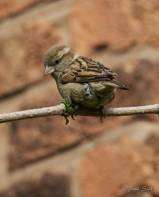 Does My Bum Look Big In These Feathers