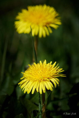 Dandilions