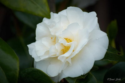 White Camellia