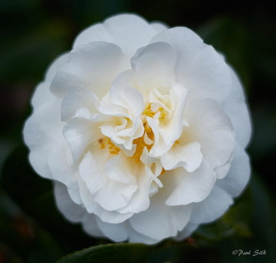 White Camellia