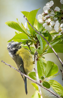 Blue Tit