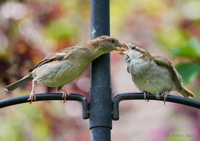 Feeding The Young