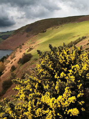 Gorse and Lake