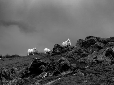 Mountain Sheep