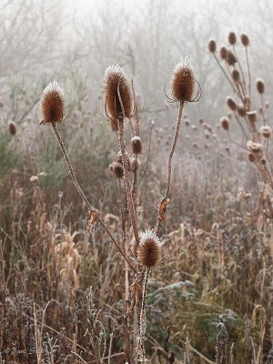 Winter Teasel