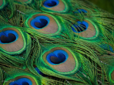 Peacock Feathers