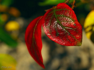 Autumn Leaves