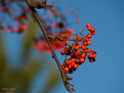 Berries