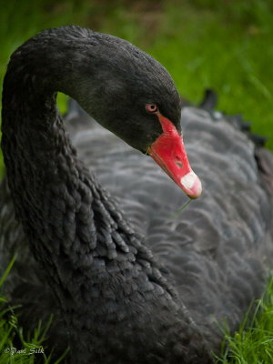 Black Swan