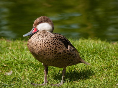 White-Cheeked Pintail Duck