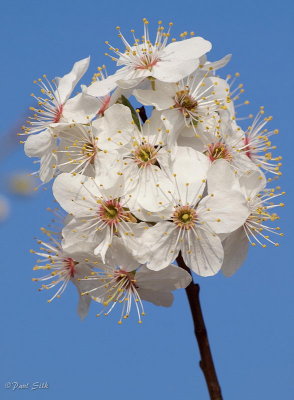 Spring Blossom