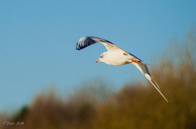 Gull Flight