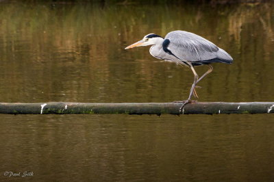 Grey Heron