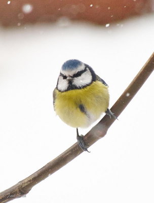 Blue Tit