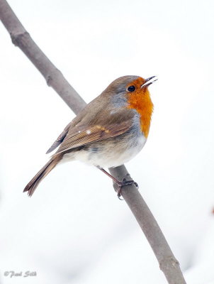 Robin