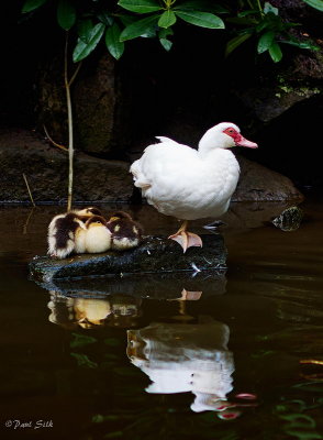 Duck and Chicks
