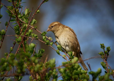 House Sparrow