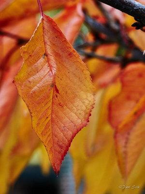 Auyumn Leaves