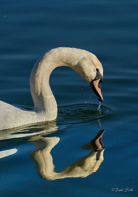 Mute Swan