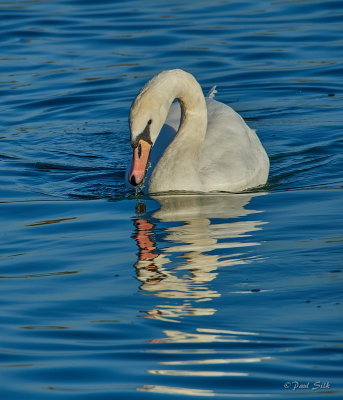 Mute Swan