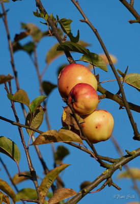 Autumn Fruit