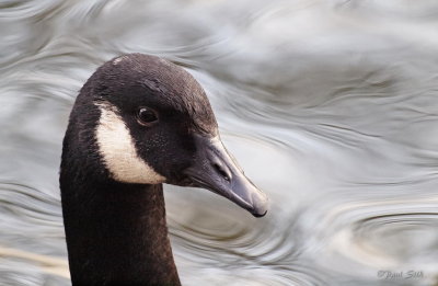 Portrait Of A Canadian Goose