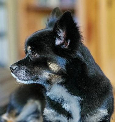 Profile Of a Chihuahua