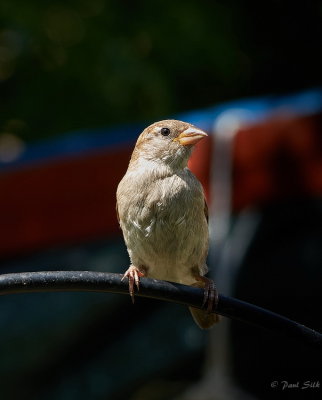 House Sparrow