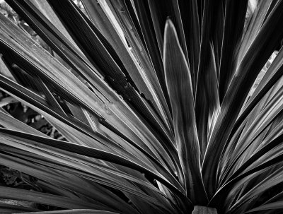 Cordyline