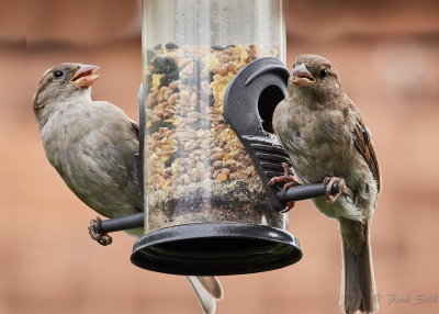 Greedy Sparrowws