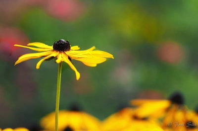 Rudbeckia