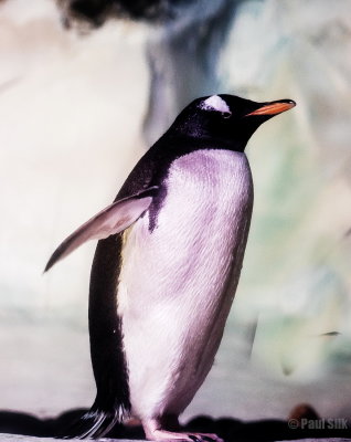 Penguin