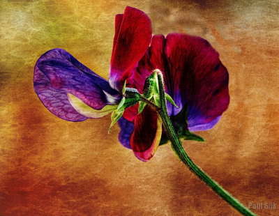 Sweet Pea Surprise