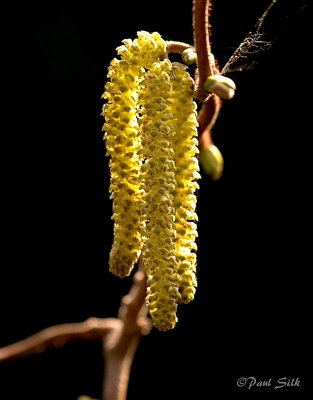 Catkins