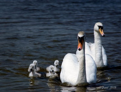 Swan Family