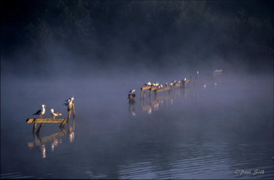 Lake Fence