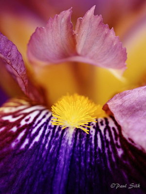 Bearded Iris #2