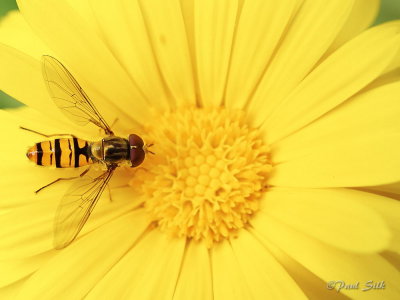 Hover Fly on Marigold