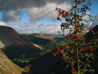 Mountain Ash Veiw