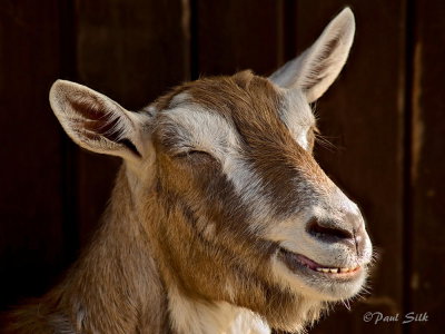 The Grinning Goat