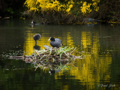 Coot on Nest.