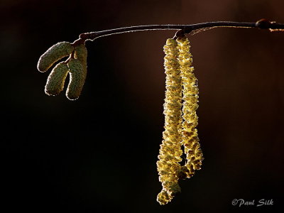 Catkins