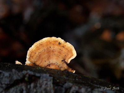 Bracket Fungi