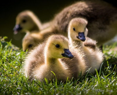 Goslings #2