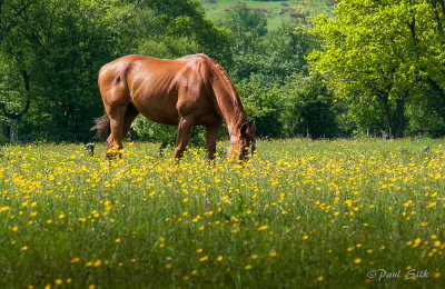 Summer Grazing