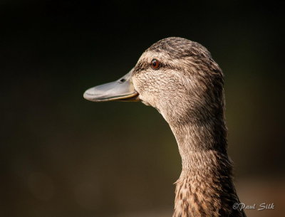 Portrait Of A Duck