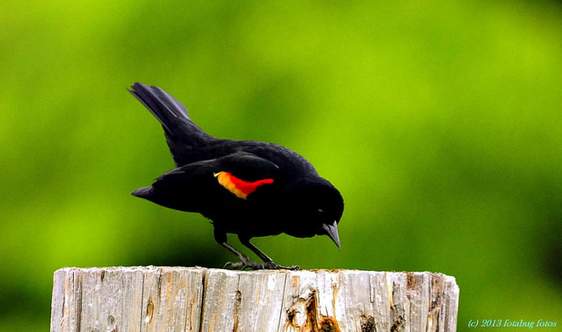 Bodacious Redwing Blackbird