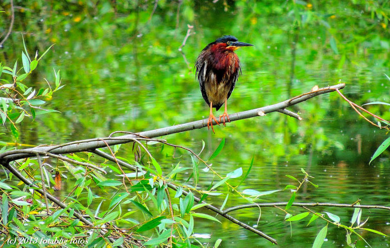 Little Green Heron Sitting in a Tree, What a Very Fine Fellow Is He!