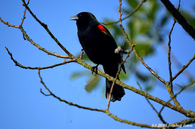 I Heard a Red Winged Blackbird sing, then I saw him, a most beautiful thing!
